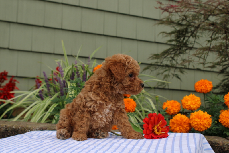 puppy, for, sale, Mini Poodle, Matthew B. Stoltzfus, dog, breeder, Gap, PA, dog-breeder, puppy-for-sale, forsale, nearby, find, puppyfind, locator, puppylocator, aca